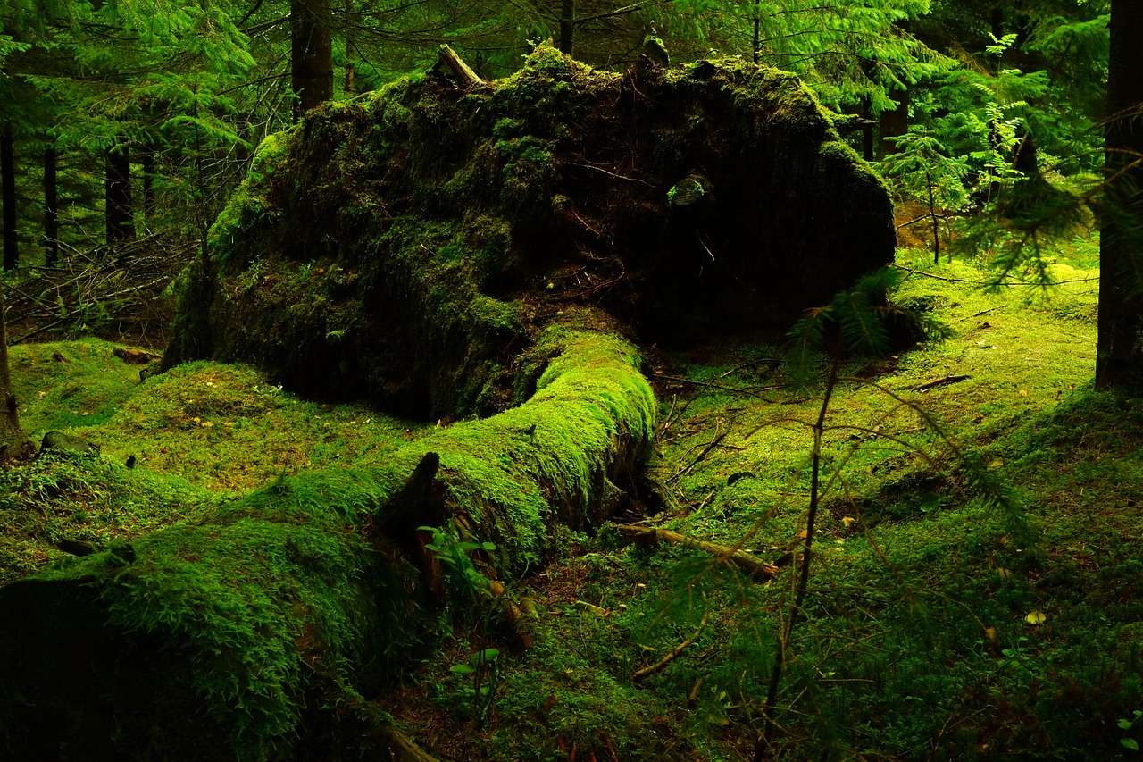 découvrez nos idées pour une lune de miel écologique alliant romance et respect de l'environnement. voyagez durablement tout en créant des souvenirs inoubliables.