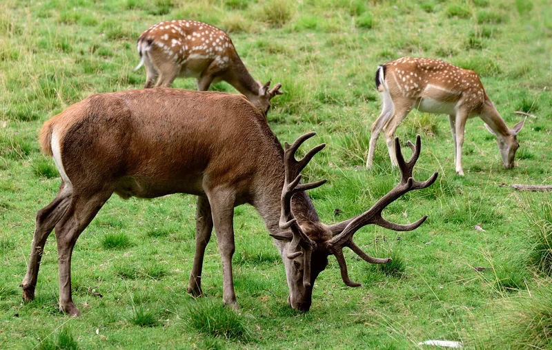 Quels sont les parcs animaliers à Auxerre ?