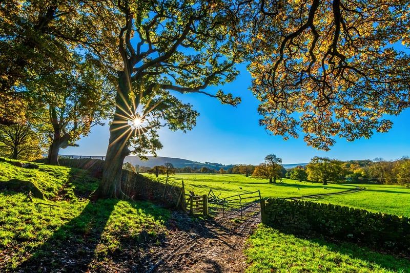 des arbres