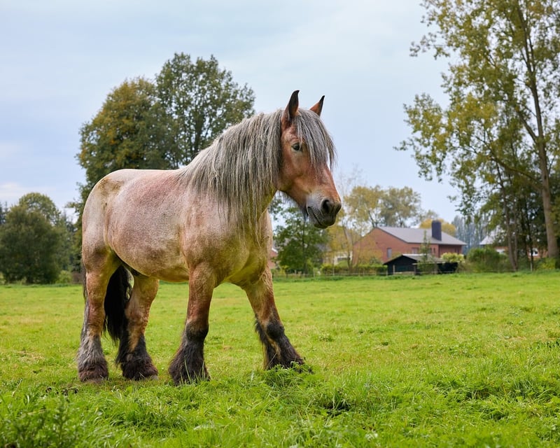 L'auxois animal, un cheval de trait idéal pour la campagne en 2026
