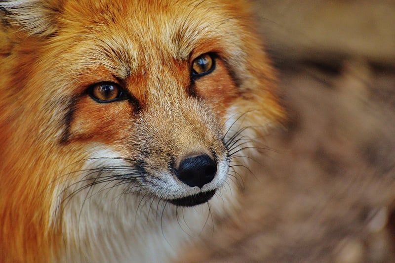 Les meilleurs parcs animaliers d’Île-de-France à visiter en 2026
